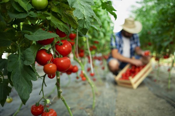 Exportación de Vegetales